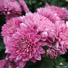 Karışık Renkli Kasımpatı Tohumu (30 Tohum)