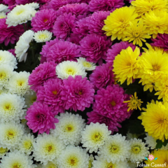 Karışık Renkli Kasımpatı Tohumu (30 Tohum)