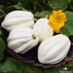 Patates Püresi Kışlık Kabak Tohumu (5 Tohum)