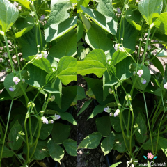 Oturak Sazova Fasulye Tohumu (25 Tohum)