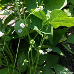 Oturak Sazova Fasulye Tohumu (25 Tohum)