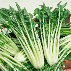 Frenk Salatası Hindiba Tohumu (50 Tohum)