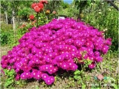 Acem Halısı Tohumu (100 Tohum)