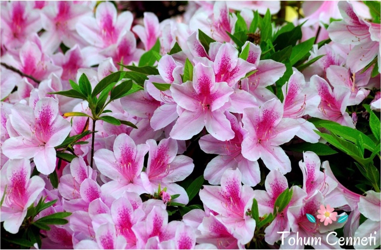 Karışık Renkli Açelya Tohumu (25 Tohum)