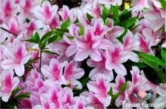 Karışık Renkli Açelya Tohumu (25 Tohum)