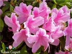 Karışık Renkli Açelya Tohumu (25 Tohum)