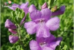 Adaçayı Çiçeği Tohumu (20 Tohum)