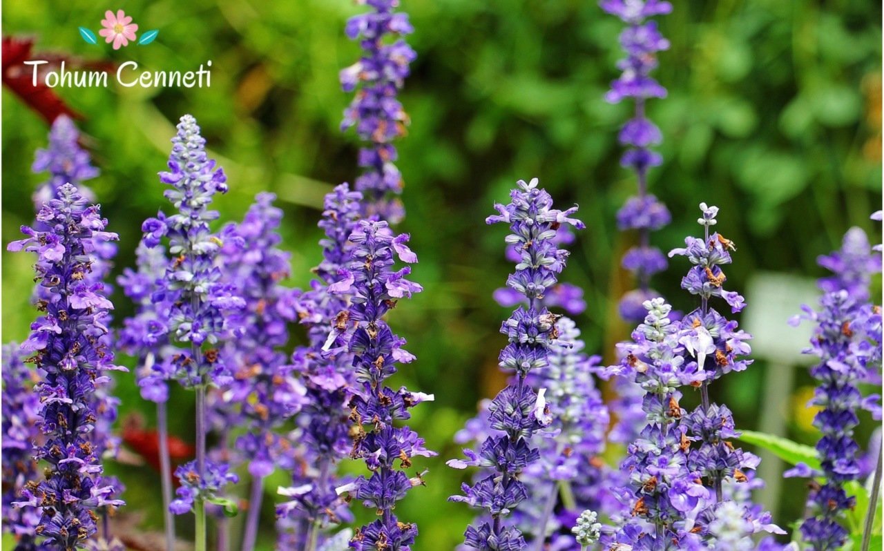 Adaçayı Çiçeği Tohumu (20 Tohum)