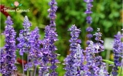 Adaçayı Çiçeği Tohumu (20 Tohum)