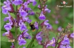 Adaçayı Çiçeği Tohumu (20 Tohum)