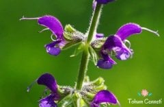 Adaçayı Çiçeği Tohumu (20 Tohum)