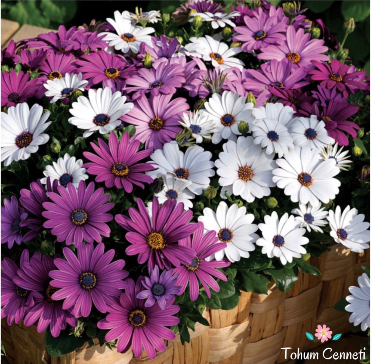 Karışık Renkli Afrika Papatyası Tohumu (10 Tohum)