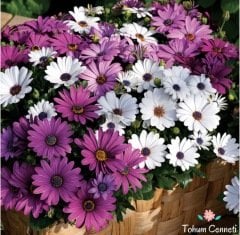 Karışık Renkli Afrika Papatyası Tohumu (10 Tohum)