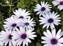 Karışık Renkli Afrika Papatyası Tohumu (10 Tohum)