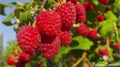 Doğal Pembe Ahududu Tohumu (10 Tohum)