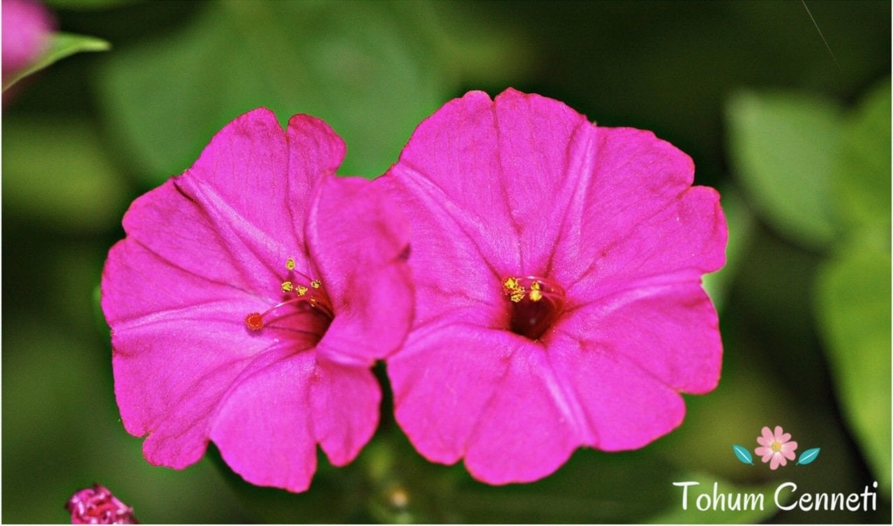 Karışık Akşam Sefası Çiçeği Tohumu (10 Tohum)