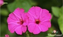 Karışık Akşam Sefası Çiçeği Tohumu (10 Tohum)