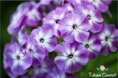 Karışık Renkli Alev Çiçeği Tohumu (50 Tohum)