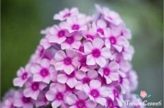 Karışık Renkli Floks Çiçeği Tohumu (50 Tohum)
