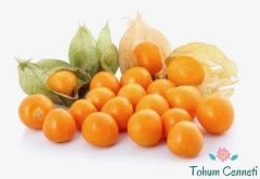 Şifalı Altın Çilek Yer Kirazı Tohumu (25 Tohum)