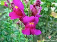 Karışık Aslanağzı Çiçeği Tohumu (100 Tohum)