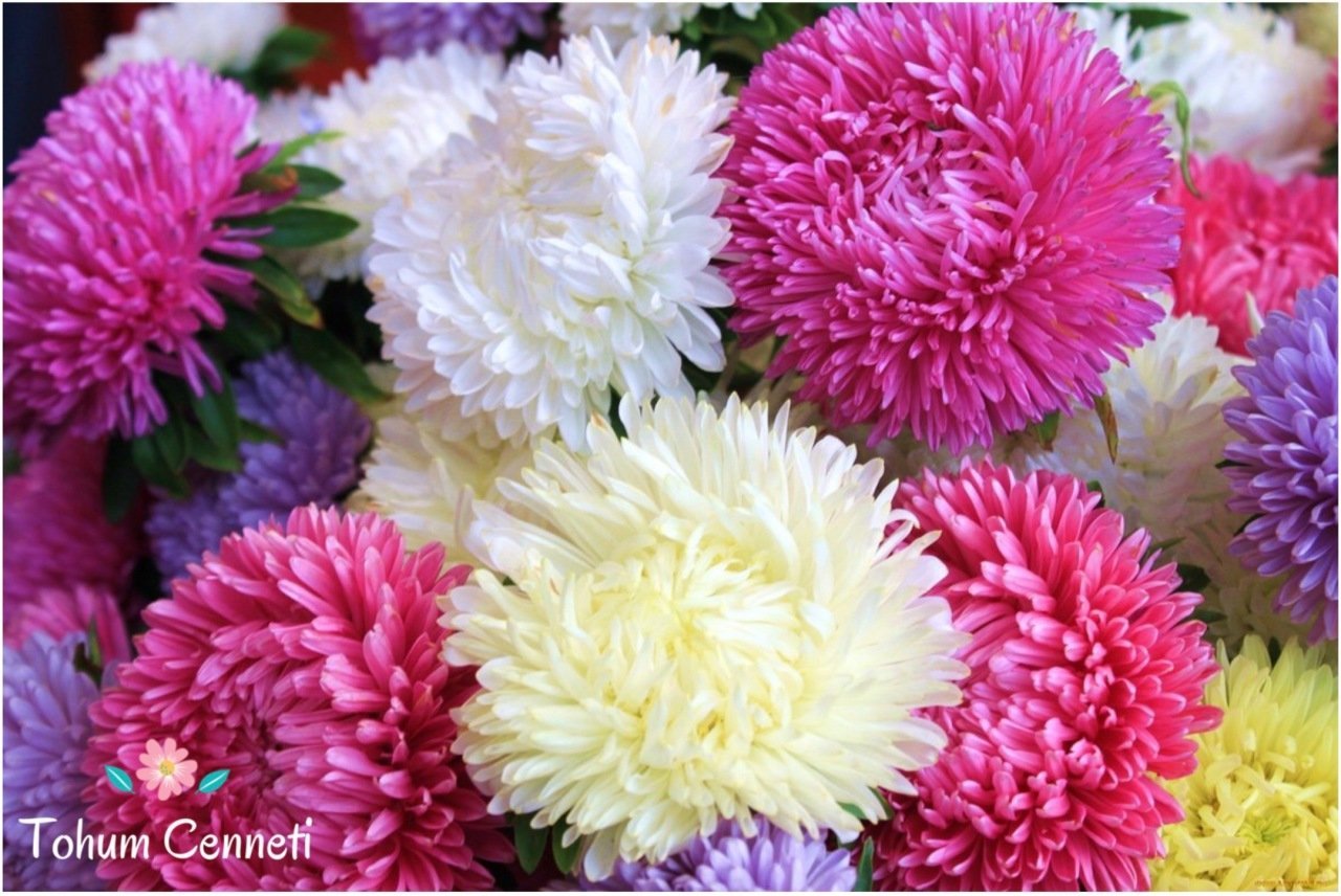 Karışık Katmerli Aster Çiçeği Tohumu (30 Tohum)