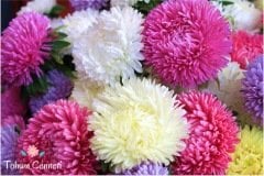 Karışık Katmerli Aster Çiçeği Tohumu (30 Tohum)