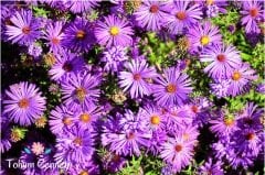 Karışık Yalınkat Aster Çiçeği Tohumu (30 Tohum)