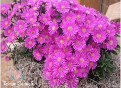 Karışık Yalınkat Aster Çiçeği Tohumu (30 Tohum)