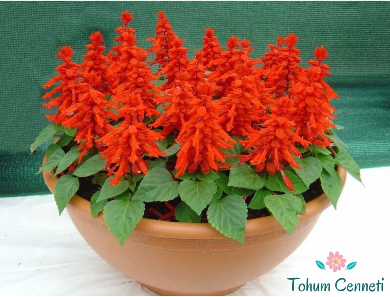 Ateş Çiçeği Tohumu (20 Tohum)