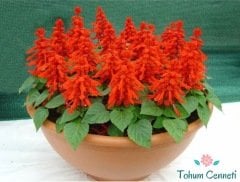 Ateş Çiçeği Tohumu (20 Tohum)