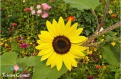 Süs Ayçiçeği Tohumu (20 Tohum)