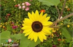 Süs Ayçiçeği Tohumu (20 Tohum)