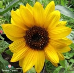 Süs Ayçiçeği Tohumu (20 Tohum)