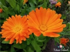 Bodur Aynısafa Çiçeği Tohumu (30 Tohum)