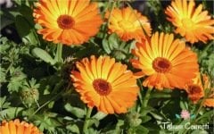 Bodur Aynısafa Çiçeği Tohumu (30 Tohum)