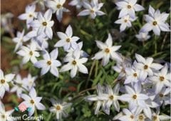 Beyaz Bahar Yıldızı Tohumu (100 Tohum)