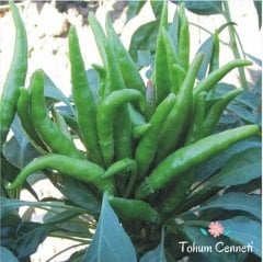 Yediveren Yukarıbakan Acı Cin Biber Tohumu (50 Tohum)