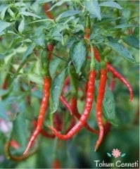 Cayenne Kırmızı Kıl Biber Tohumu (10 Tohum)