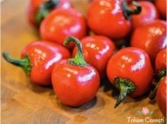 Tatlı Kiraz Biber Tohumu (50 Tohum)