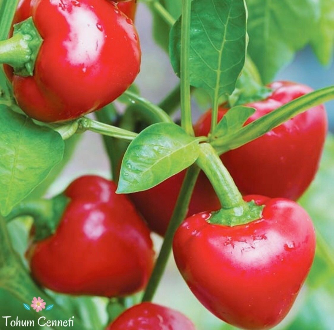 Tatlı Kiraz Biber Tohumu (50 Tohum)