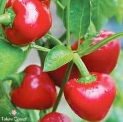 Tatlı Kiraz Biber Tohumu (50 Tohum)