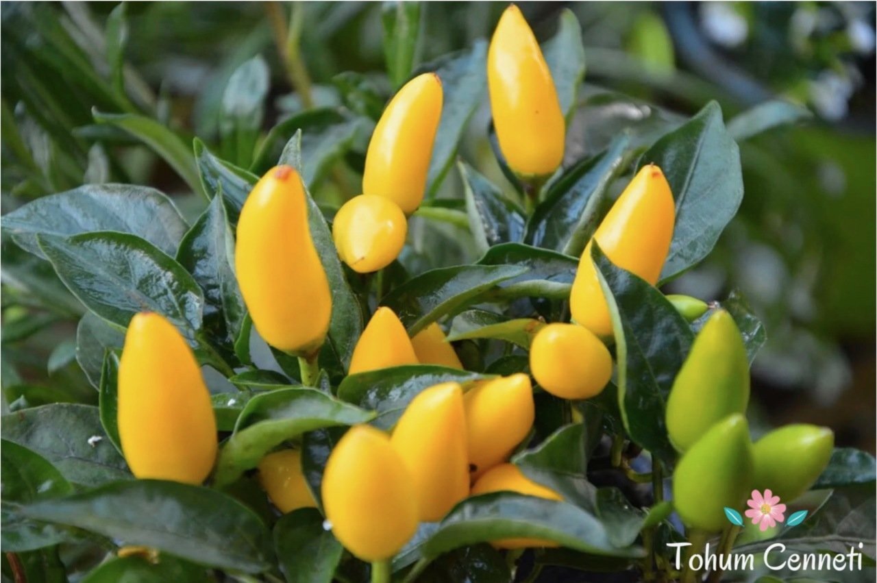 Sarı Biber Tohumu (50 Tohum)