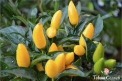 Sarı Biber Tohumu (50 Tohum)