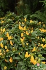 Sarı Biber Tohumu (50 Tohum)