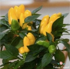 Sarı Biber Tohumu (50 Tohum)