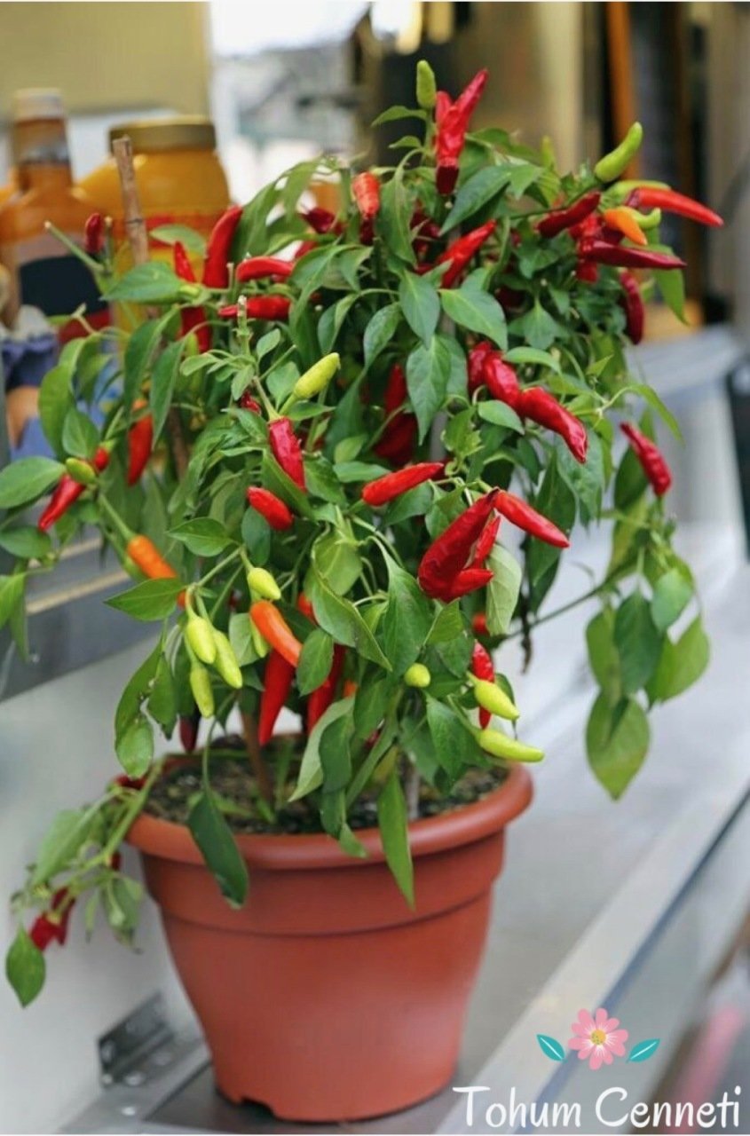 Acı Süs Biberiye Tohumu (50 Tohum)