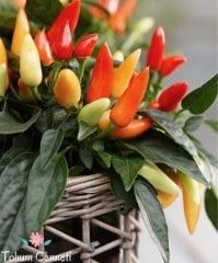 Acı Süs Biberiye Tohumu (50 Tohum)