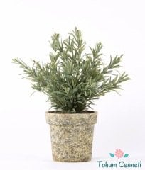 Saksılık Biberiye Tohumu (10 Tohum)