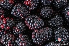 Doğal Tatlı Dikesinsiz Böğürtlen Tohumu (10 Tohum)